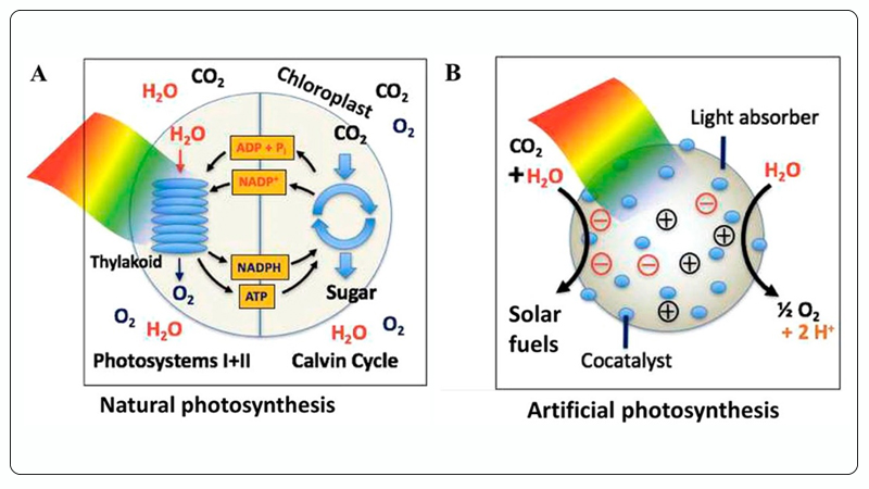 6215f3d525bd2.jpg Natural Photosynthesis vs. Artificial Photosynthesis (Photocatalytic CO2 Reduction).jpg